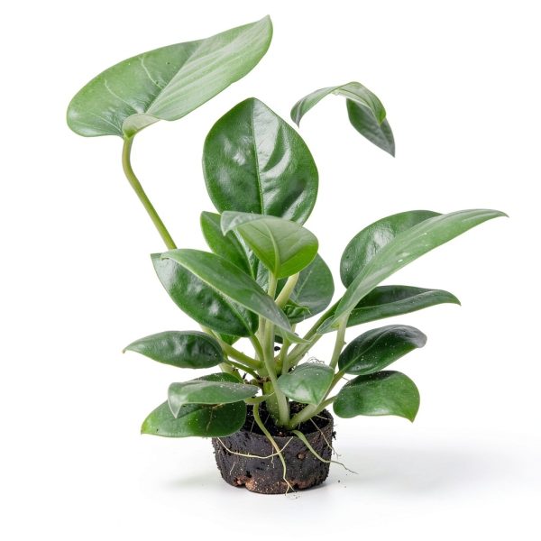 Greenproaquatic Anubias Nana Petite Live Plant – Leaf, Low Light-4