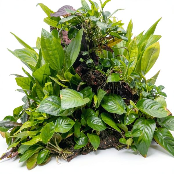 Greenproaquatic Anubias Nana Petite Live Plant – Leaf, Low Light-5
