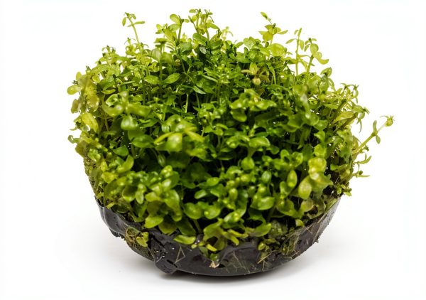 PLANTEREST Pearl Weed Tissue Culture Cup Live Aquarium Plant 2"-1
