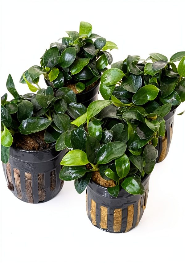 Greenproaquatic Anubias Nana Petite Live Plant – Leaf, Low Light-2
