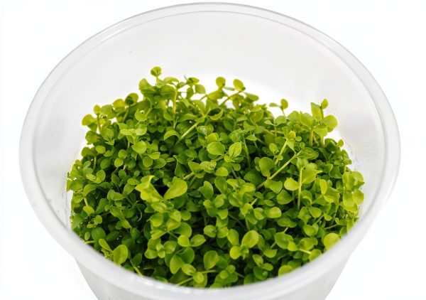Live Aquarium Plant Planterest Micranthemum Monte Carlo Green Cup-1