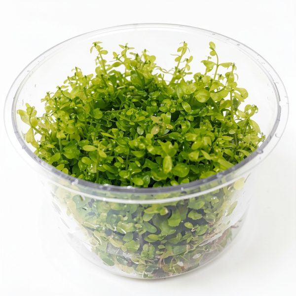 PLANTEREST Pearl Weed Tissue Culture Cup Live Aquarium Plant 2"-2