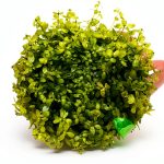 PLANTEREST Pearl Weed Tissue Culture Cup Live Aquarium Plant 2"-0
