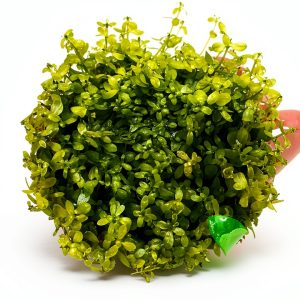 PLANTEREST Pearl Weed Tissue Culture Cup Live Aquarium Plant 2"-0
