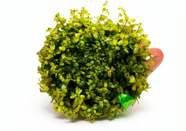 PLANTEREST Pearl Weed Tissue Culture Cup Live Aquarium Plant 2"-0