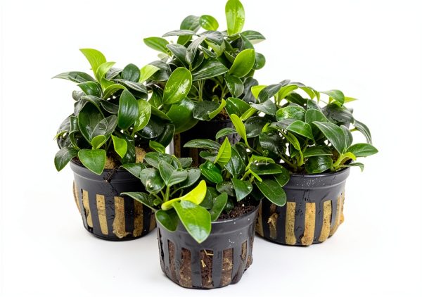 Greenproaquatic Anubias Nana Petite Live Plant – Leaf, Low Light-1