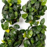 Greenproaquatic Anubias Nana Petite Live Plant – Leaf, Low Light-0