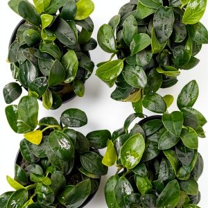 Greenproaquatic Anubias Nana Petite Live Plant – Leaf, Low Light-0