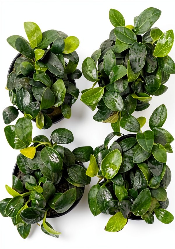 Greenproaquatic Anubias Nana Petite Live Plant – Leaf, Low Light-0