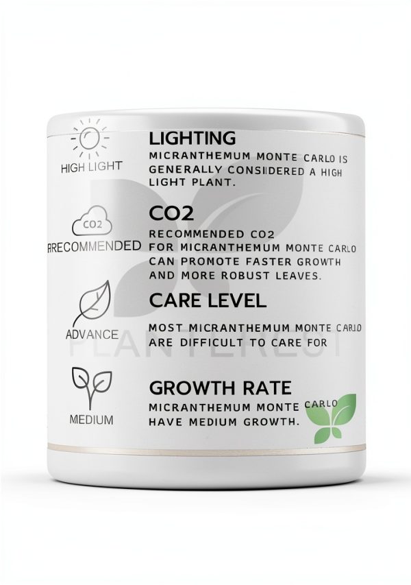 Live Aquarium Plant Planterest Micranthemum Monte Carlo Green Cup-5