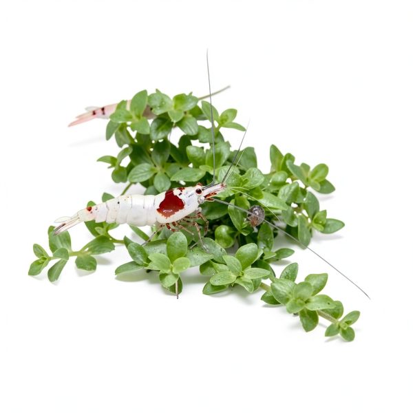 Live Aquarium Plant Planterest Micranthemum Monte Carlo Green Cup-2