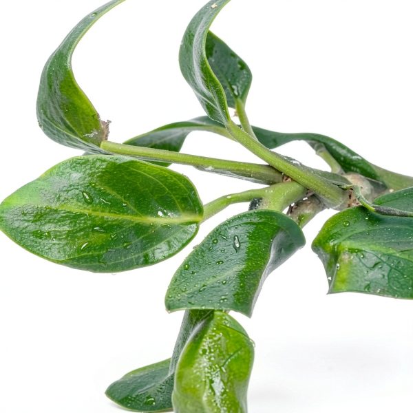 Greenproaquatic Anubias Nana Petite Live Plant – Leaf, Low Light-3