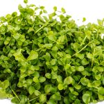 Live Aquarium Plant Planterest Micranthemum Monte Carlo Green Cup-0