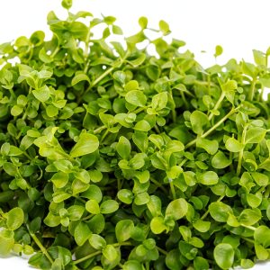 Live Aquarium Plant Planterest Micranthemum Monte Carlo Green Cup-0