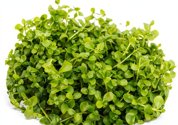 Live Aquarium Plant Planterest Micranthemum Monte Carlo Green Cup-0