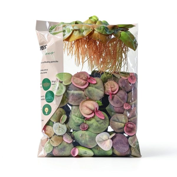 Ultimate Floating Plant Bundle - Duckweed, Red Root Floaters, Salvinia - Aquarium Enthusiasts’ Dream Collection-2