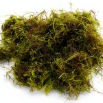 Java Moss - Vesicularia dubyana (4x6 cm) - Live Aquarium Plant-0