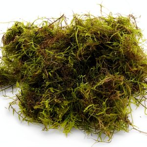 Java Moss - Vesicularia dubyana (4x6 cm) - Live Aquarium Plant-0