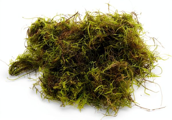 Java Moss - Vesicularia dubyana (4x6 cm) - Live Aquarium Plant-0