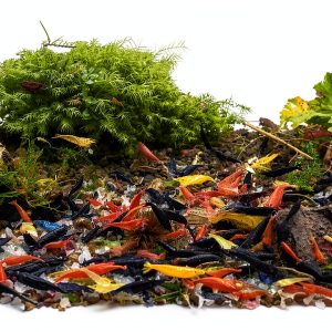 Neocaridina Shrimp Up Aquatics 10 Mixed Color Live Freshwater Inverts-0