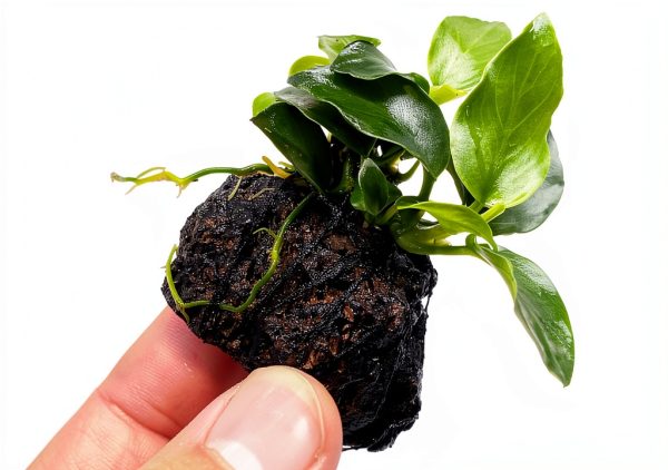 Anubias Nana Live Aquarium Plant on Stone PLANTEREST Compact Decor-1
