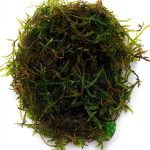 Java Moss Live Aquarium Plant Planterest Compact 2" Cup Buy2Get1Free-0