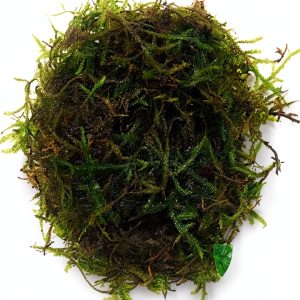 Java Moss Live Aquarium Plant Planterest Compact 2" Cup Buy2Get1Free-0