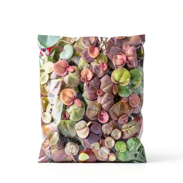 Ultimate Floating Plant Bundle - Duckweed, Red Root Floaters, Salvinia - Aquarium Enthusiasts’ Dream Collection-1