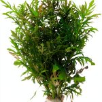 Live Aquarium Plants Hygrophila Difformis Bunch Water Wisteria Aquarium Plant Live PNF22-0