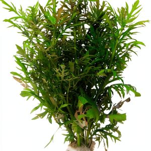 Live Aquarium Plants Hygrophila Difformis Bunch Water Wisteria Aquarium Plant Live PNF22-0