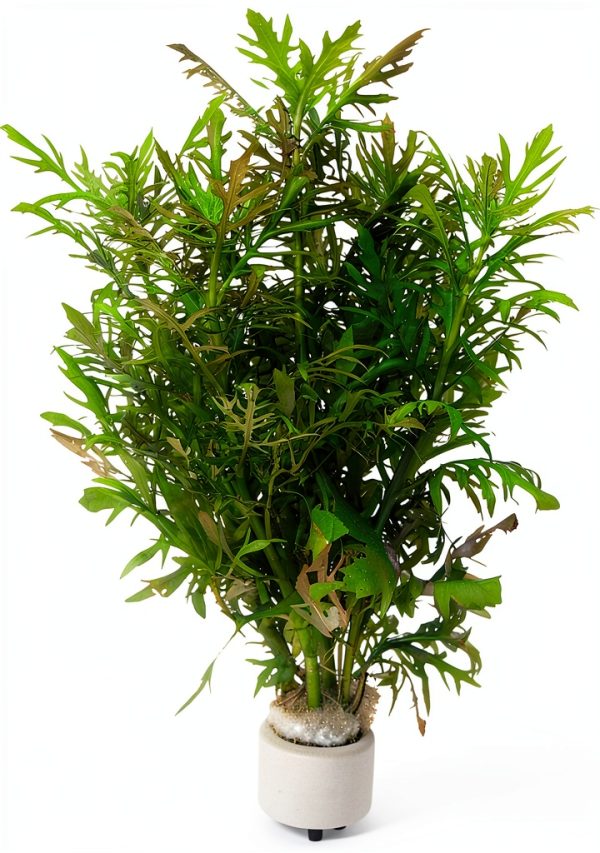 Live Aquarium Plants Hygrophila Difformis Bunch Water Wisteria Aquarium Plant Live PNF22-0