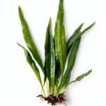 Java Fern Microsorum Pteropus Generic Plant Easy Low Light Buy 2 Get 1-0