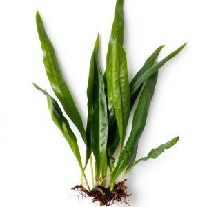 Java Fern Microsorum Pteropus Generic Plant Easy Low Light Buy 2 Get 1-0