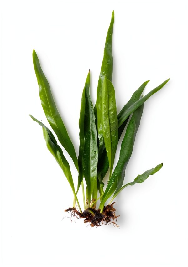 Java Fern Microsorum Pteropus Generic Plant Easy Low Light Buy 2 Get 1-0