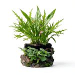 Mainam Aquarium Plants 4 Pack Anubias Nana Amazon Sword Java Fern-0