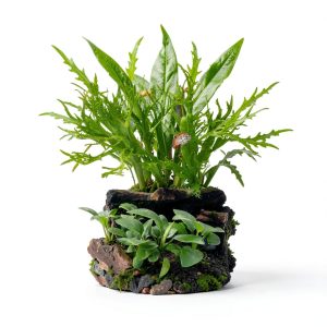 Mainam Aquarium Plants 4 Pack Anubias Nana Amazon Sword Java Fern-0