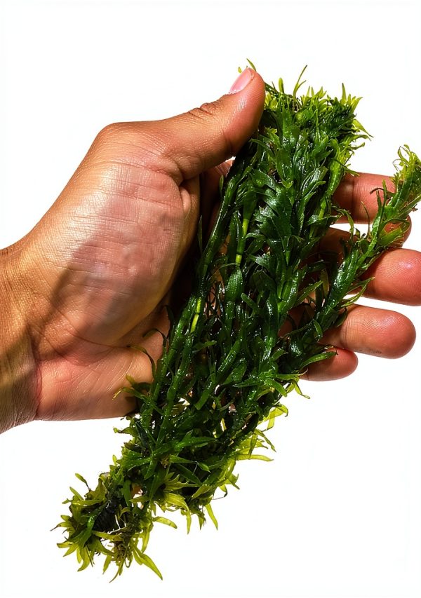 Anacharis Aquarium Plant by Planterest – Elodea Densa, 5" Stems-1