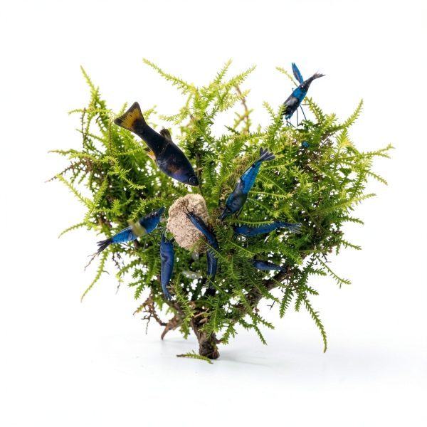 Java Moss Live Aquarium Plant Planterest Compact 2" Cup Buy2Get1Free-3