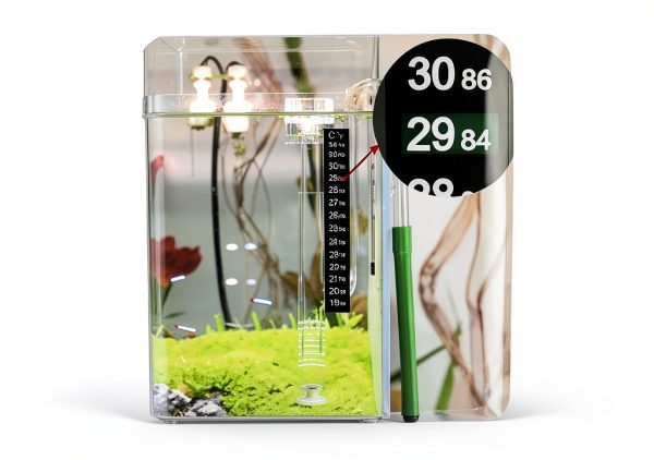 Giant Duckweed Live Floating Plants 40 pcs InnoD Green Aquarium Décor-5
