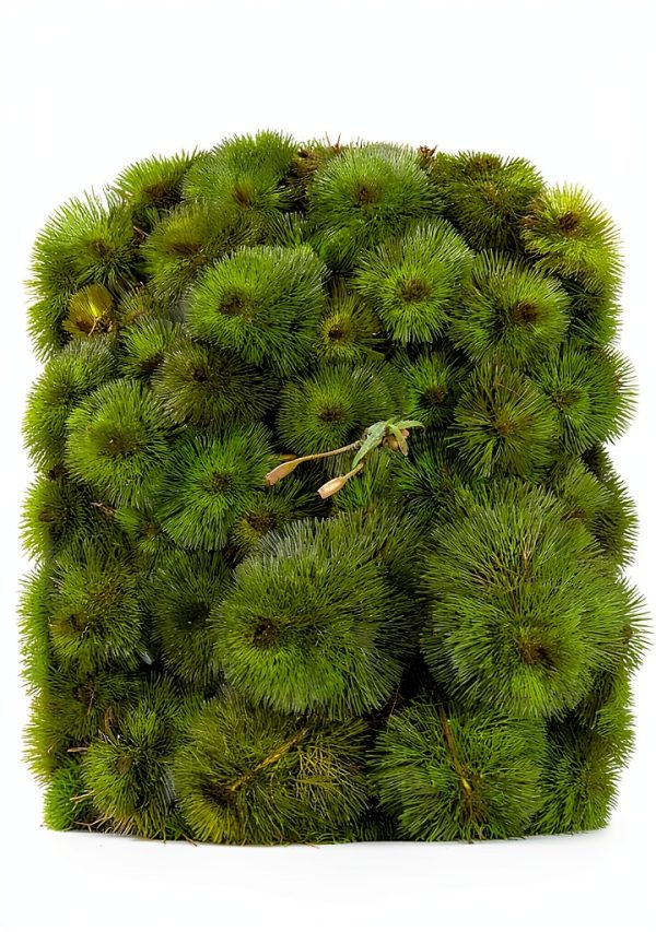 Marcus Fish Tanks Green Cabomba Caroliniana Easy Live Aquarium Plants for Aquatic Freshwater Fish Tank BUY2GET1FREE-4