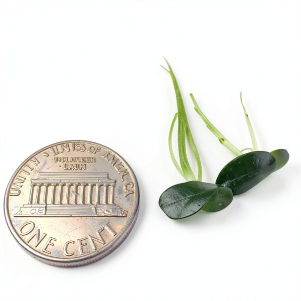 Giant Duckweed Live Floating Plants 40 pcs InnoD Green Aquarium Décor-1