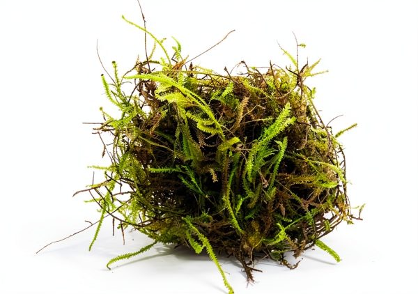 Java Moss - Vesicularia dubyana (4x6 cm) - Live Aquarium Plant-1