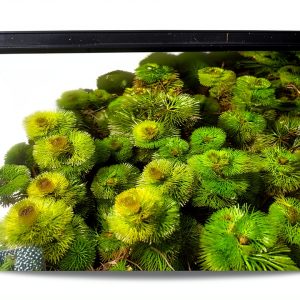 Marcus Fish Tanks Green Cabomba Caroliniana Easy Live Aquarium Plants for Aquatic Freshwater Fish Tank BUY2GET1FREE-0