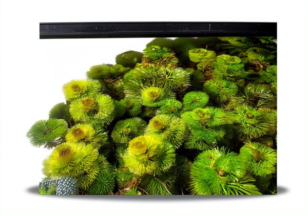 Marcus Fish Tanks Green Cabomba Caroliniana Easy Live Aquarium Plants for Aquatic Freshwater Fish Tank BUY2GET1FREE-0