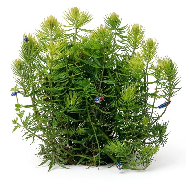 Hornwort Live Aquarium Plant by Aquatic Discounts 5-6in Easy Care-4