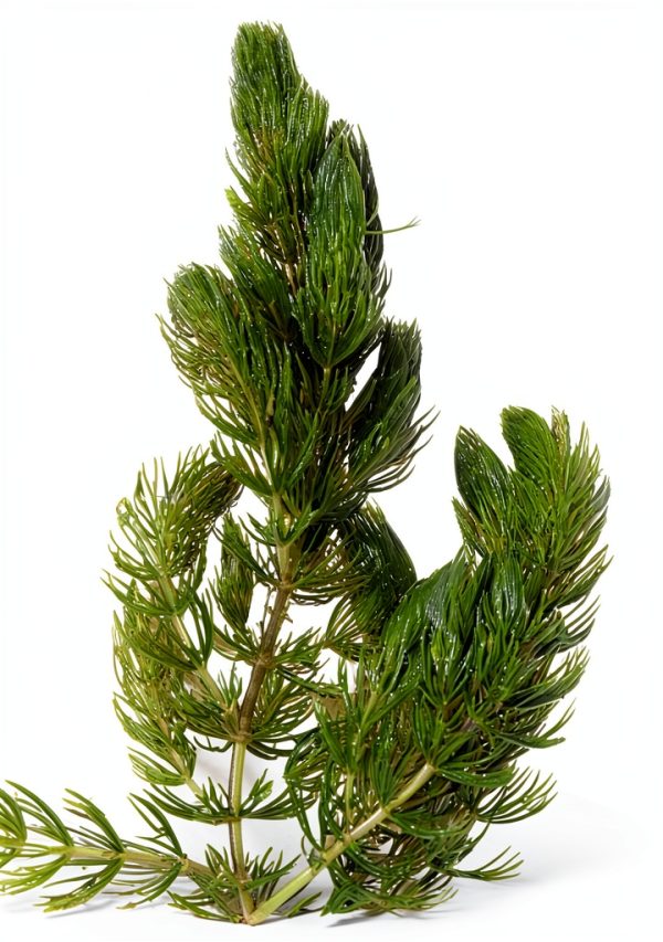 Hornwort Live Aquarium Plant Marcus Fish Tanks Green for Beginners-1