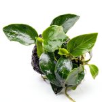 Anubias Nana Live Aquarium Plant on Stone PLANTEREST Compact Decor-0