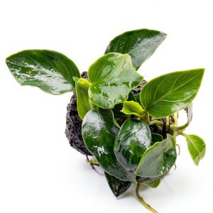 Anubias Nana Live Aquarium Plant on Stone PLANTEREST Compact Decor-0