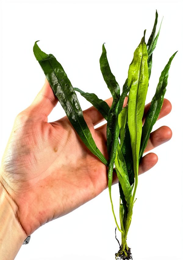 Java Fern Microsorum Pteropus Generic Plant Easy Low Light Buy 2 Get 1-2