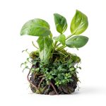 Anubias Nana Mainam Java Fern Java Moss Aquarium Plant 3pcs-0